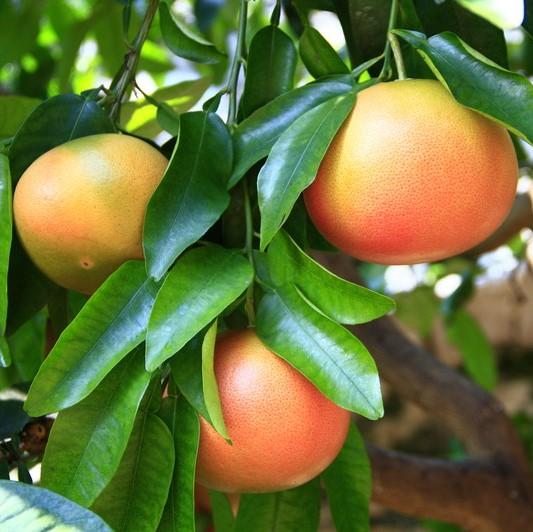 Soularoma Pink grapefruit essential oil