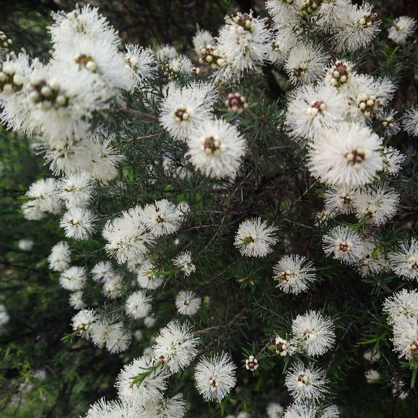 Soularoma Rosalina essential oil