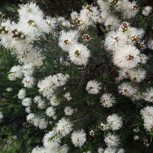 Soularoma Rosalina essential oil