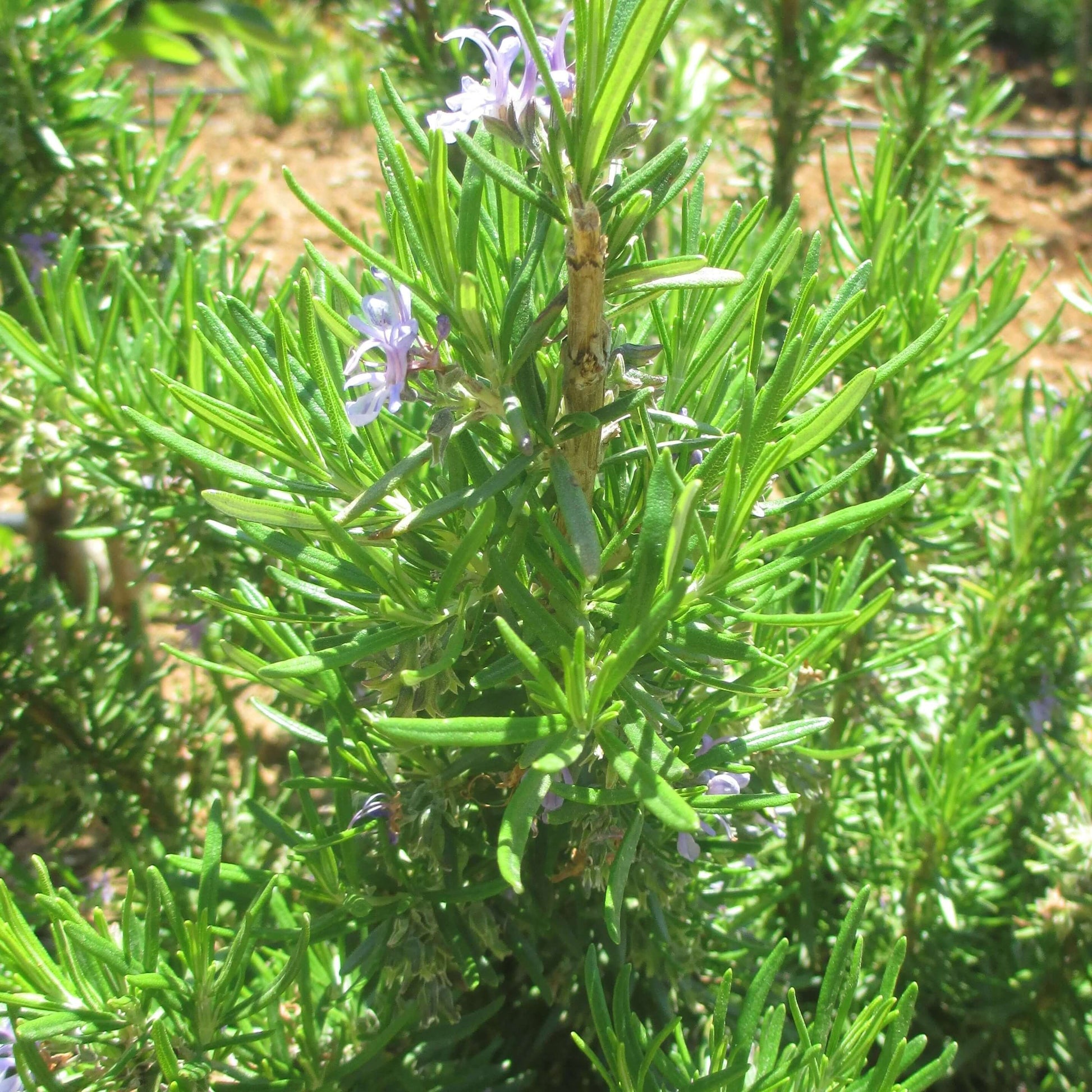 Soularoma Rosemary Ct cineole -organic