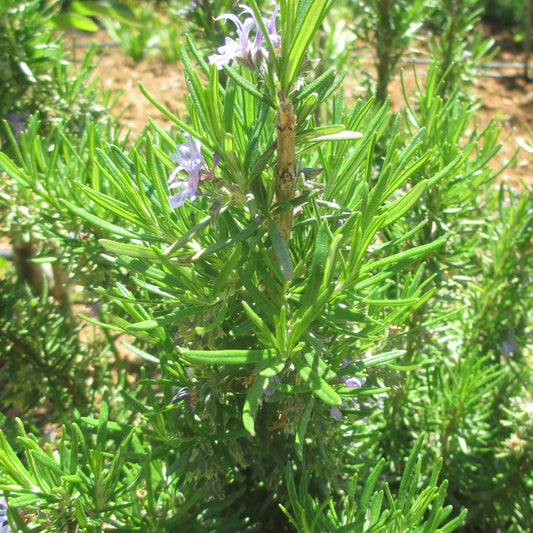 Soularoma Rosemary Ct cineole -organic