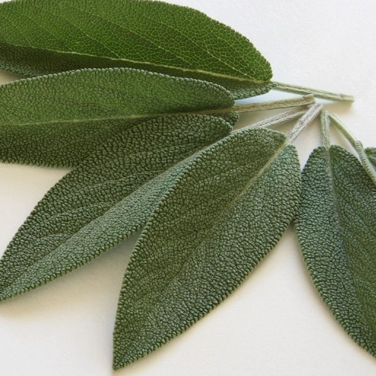 Sage essential oil essential oils Soularoma 