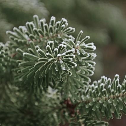 Soularoma Silver fir essential oil