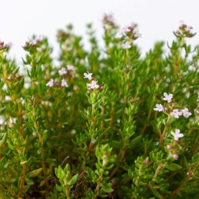 Thyme essential oil (ct linalool) (organic) Soularoma 